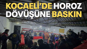 Kocaeli’de horoz dövüşüne baskın